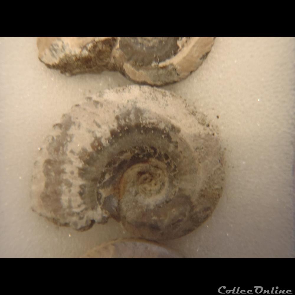 coquillage fossile invertebre anahoplites