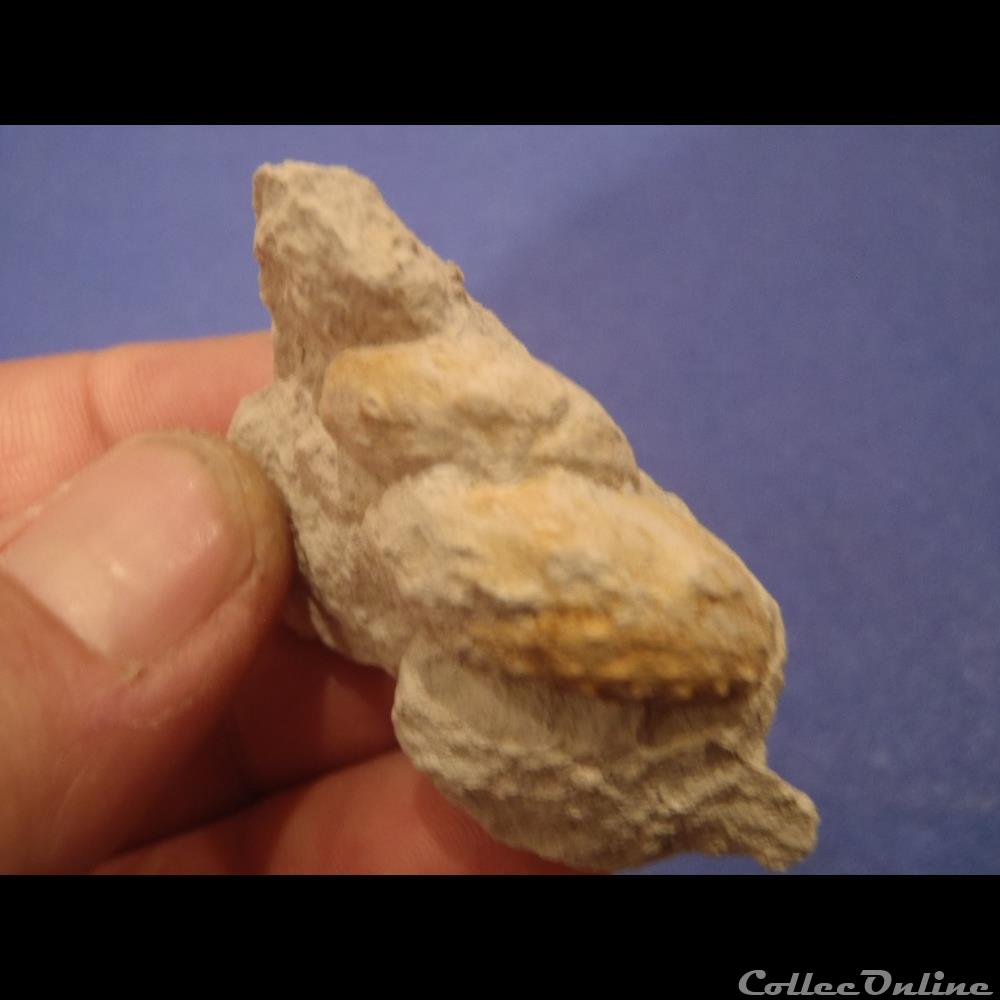coquillage fossile invertebre turrilites sp