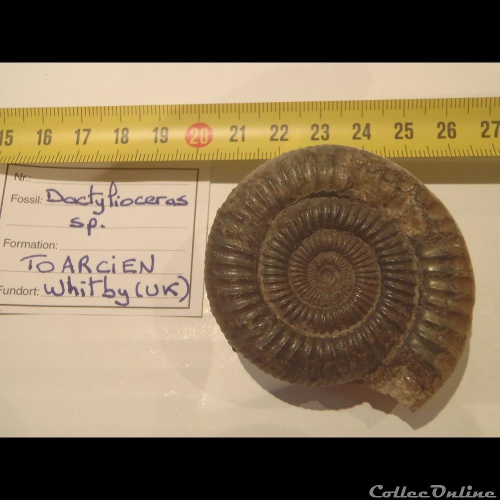 Dactylioceras sp. coquillage fossile invertebre dactylioceras sp