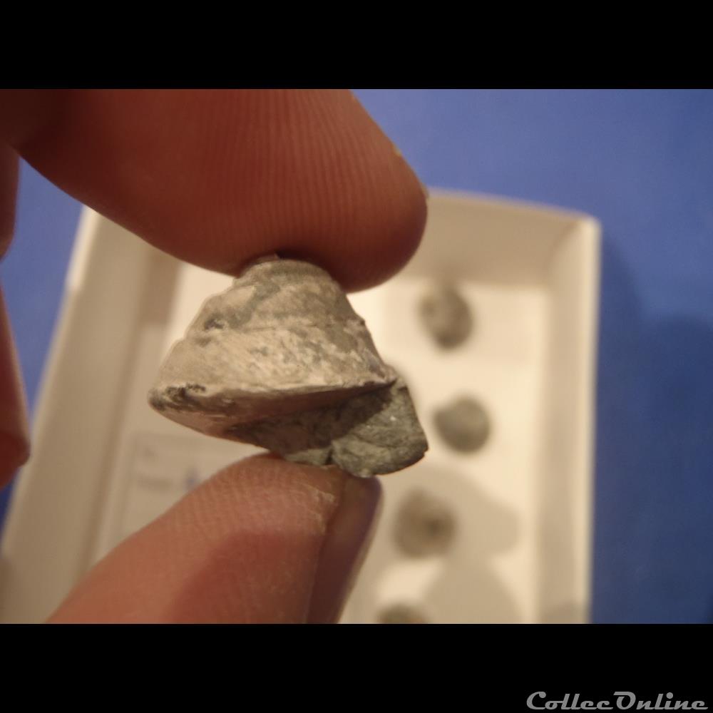 Semisolarium conoideum 2 coquillage fossile invertebre semisolarium conoideum