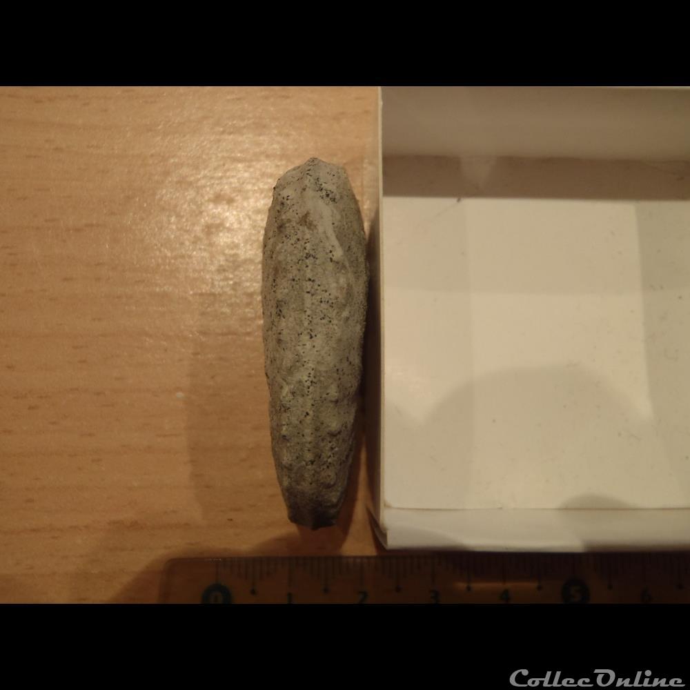 Schloenbachia varians 3 coquillage fossile invertebre schloenbachia varians