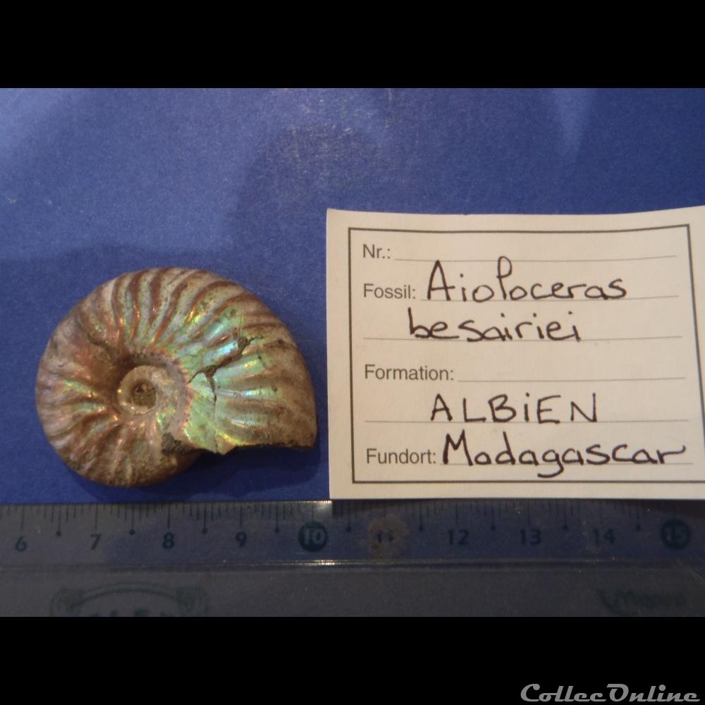 Aioloceras besairiei coquillage fossile invertebre aioloceras besairiei