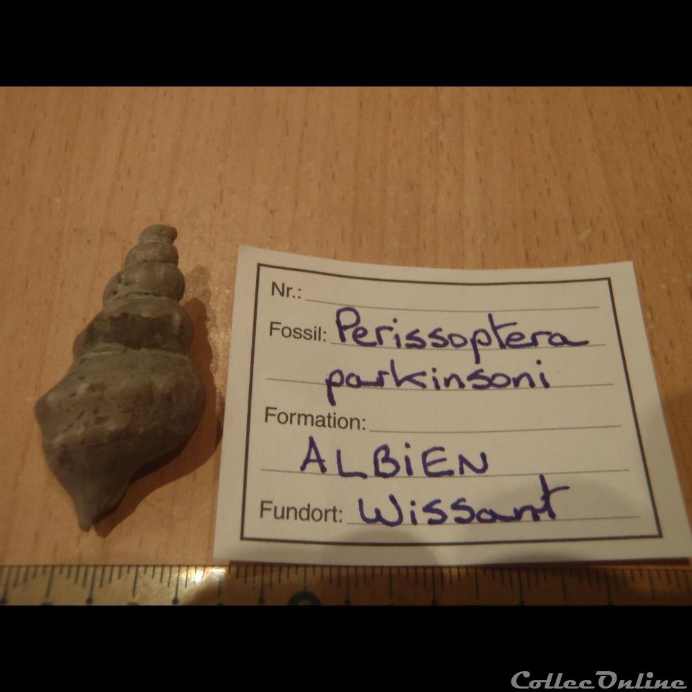 perissoptera parkinsoni coquillage fossile invertebre perissoptera parkinsoni