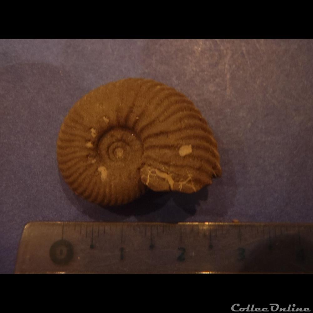 coquillage fossile invertebre indetermine