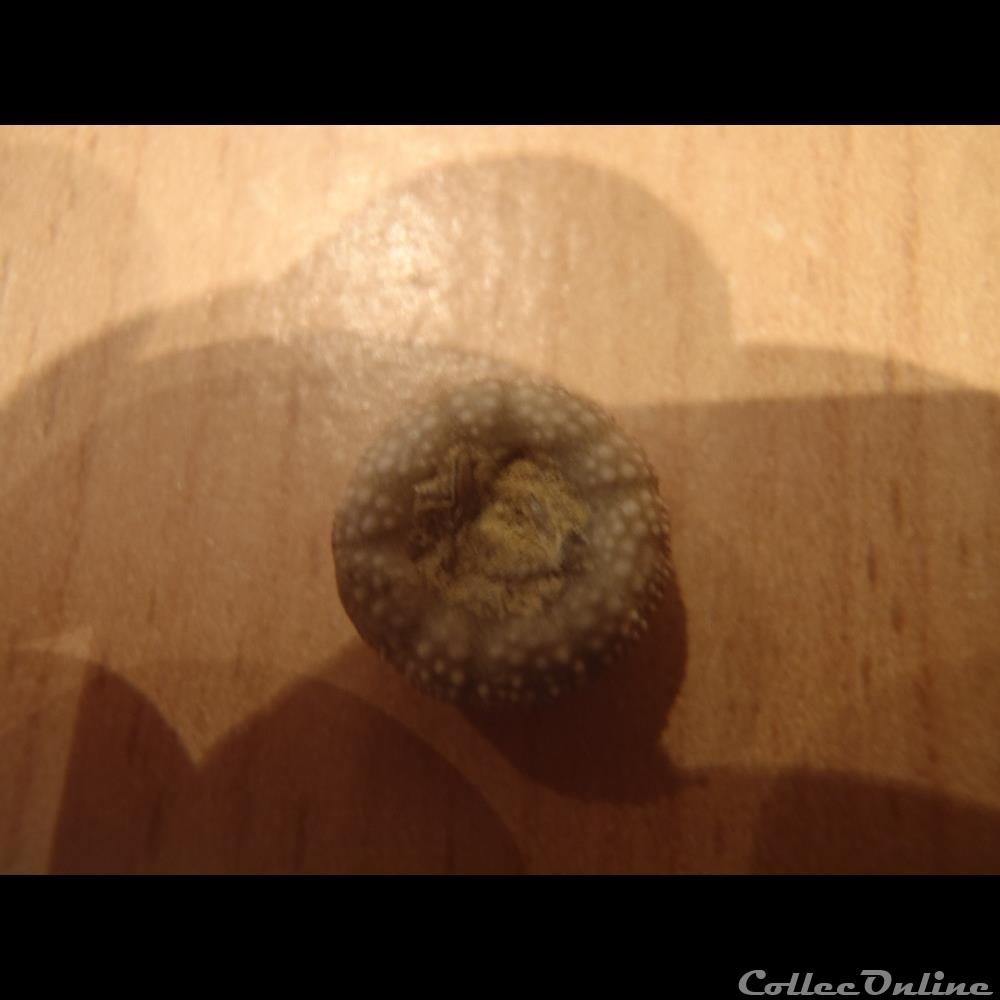 Polycyphus normannus 4 coquillage fossile invertebre polycyphus normannus