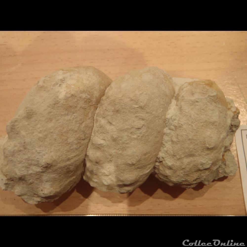 Turrilites acustus coquillage fossile invertebre turrilites acustus