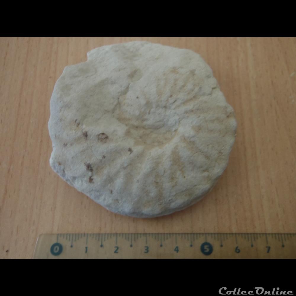 Schloenbachia varians coquillages fossiles schloenbachia varians