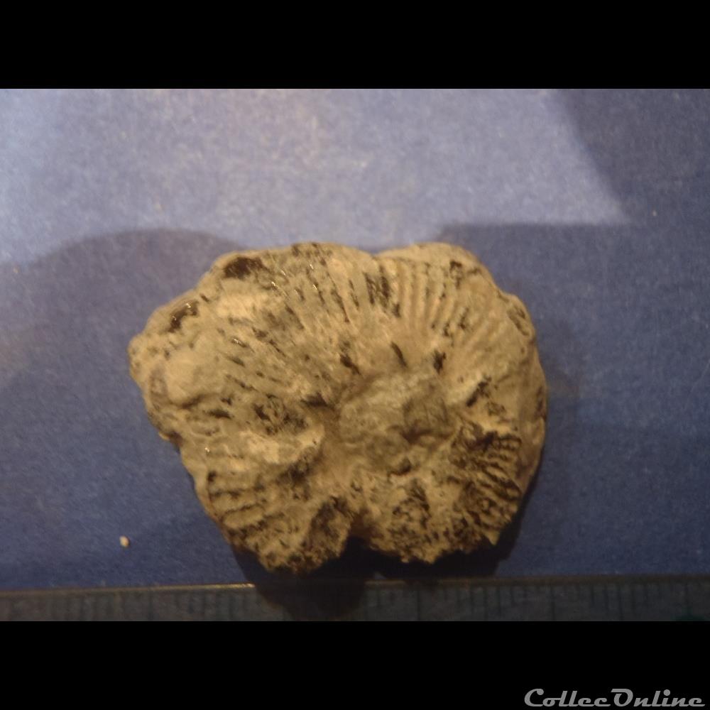 Ammonite indéterminée 20 coquillage fossile invertebre ammonite indeterminee 20
