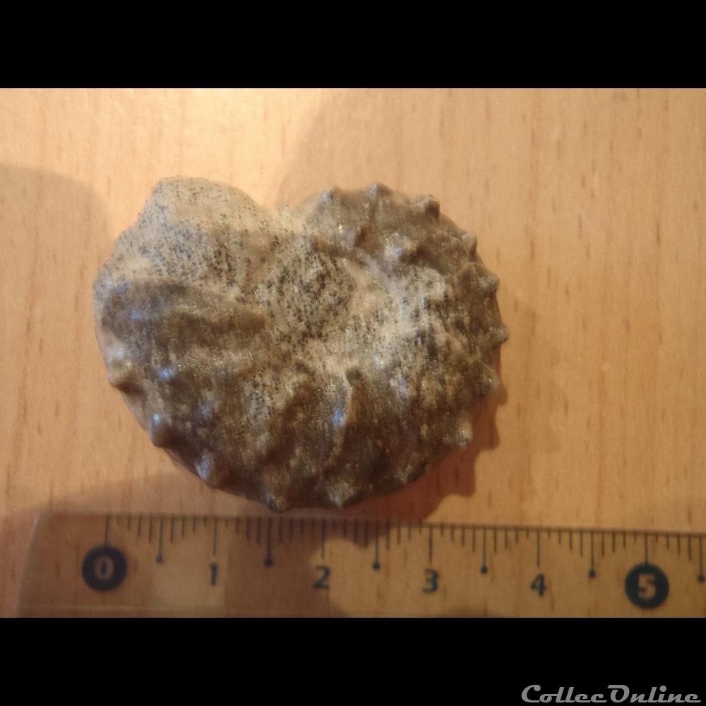 Schloenbachia varians 2 coquillage fossile invertebre schloenbachia varians
