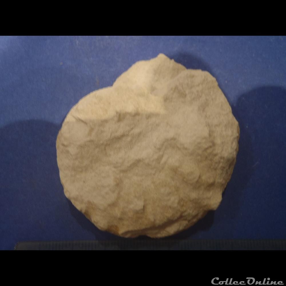 Schloenbachia varians 2 coquillage fossile invertebre schloenbachia varians