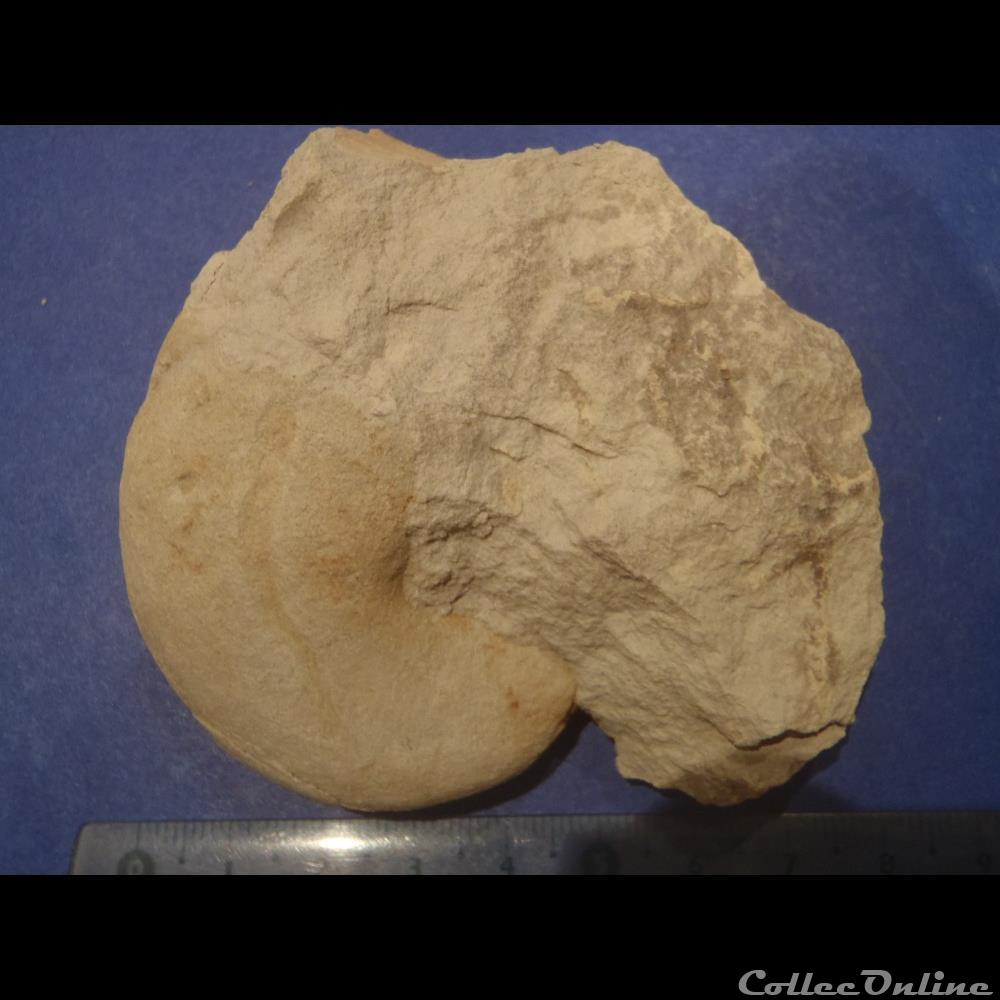 Nautile indéterminé coquillage fossile invertebre nautile indetermine