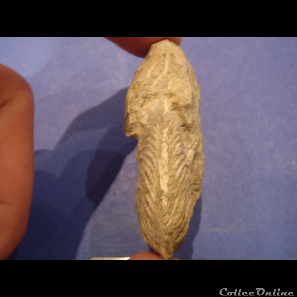 coquillage fossile indetermine