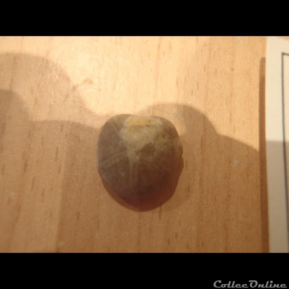 Nucleolites scutatus 4 coquillage fossile nucleolites scutatus