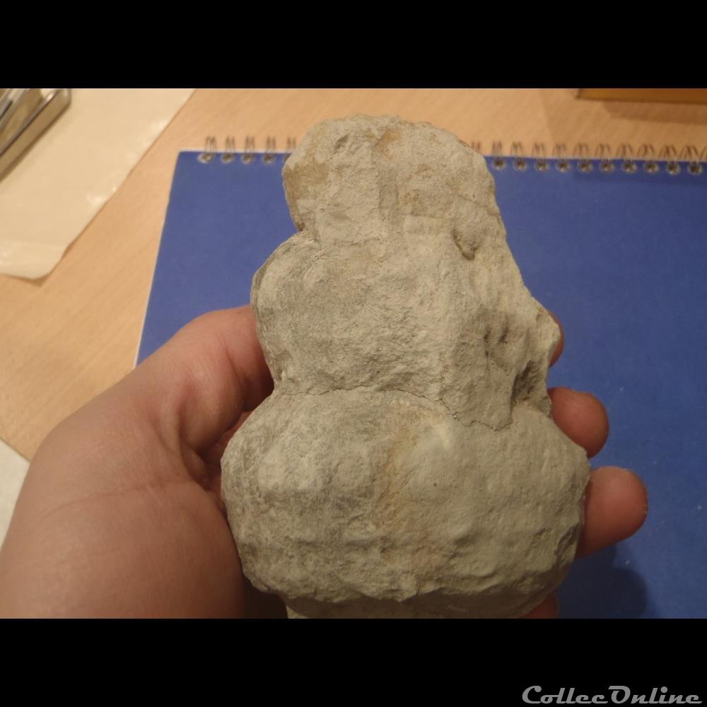 Turrilites sp. 3 coquillage fossile invertebre turrilites sp