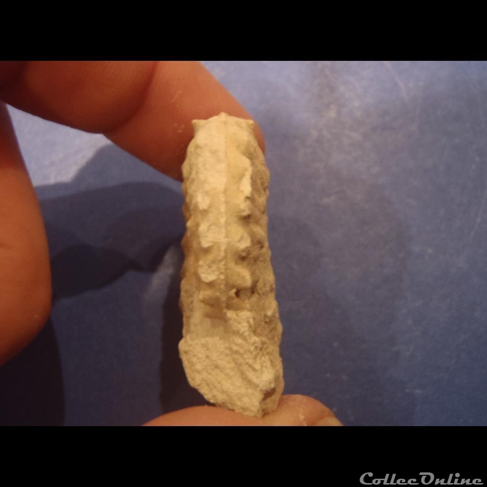 Schloenbachia varians 3 coquillage fossile invertebre schloenbachia varians