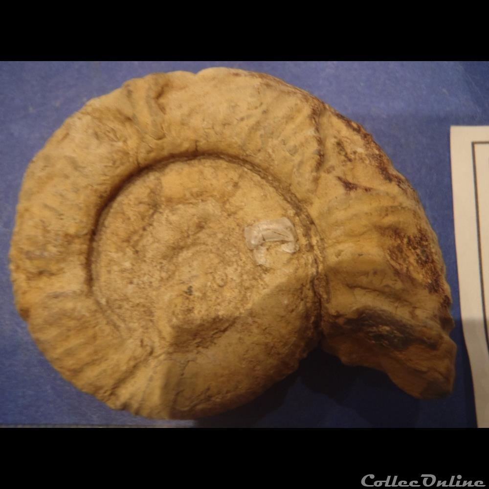 Perisphinctes sp. 3 coquillage fossile invertebre perisphinctes sp