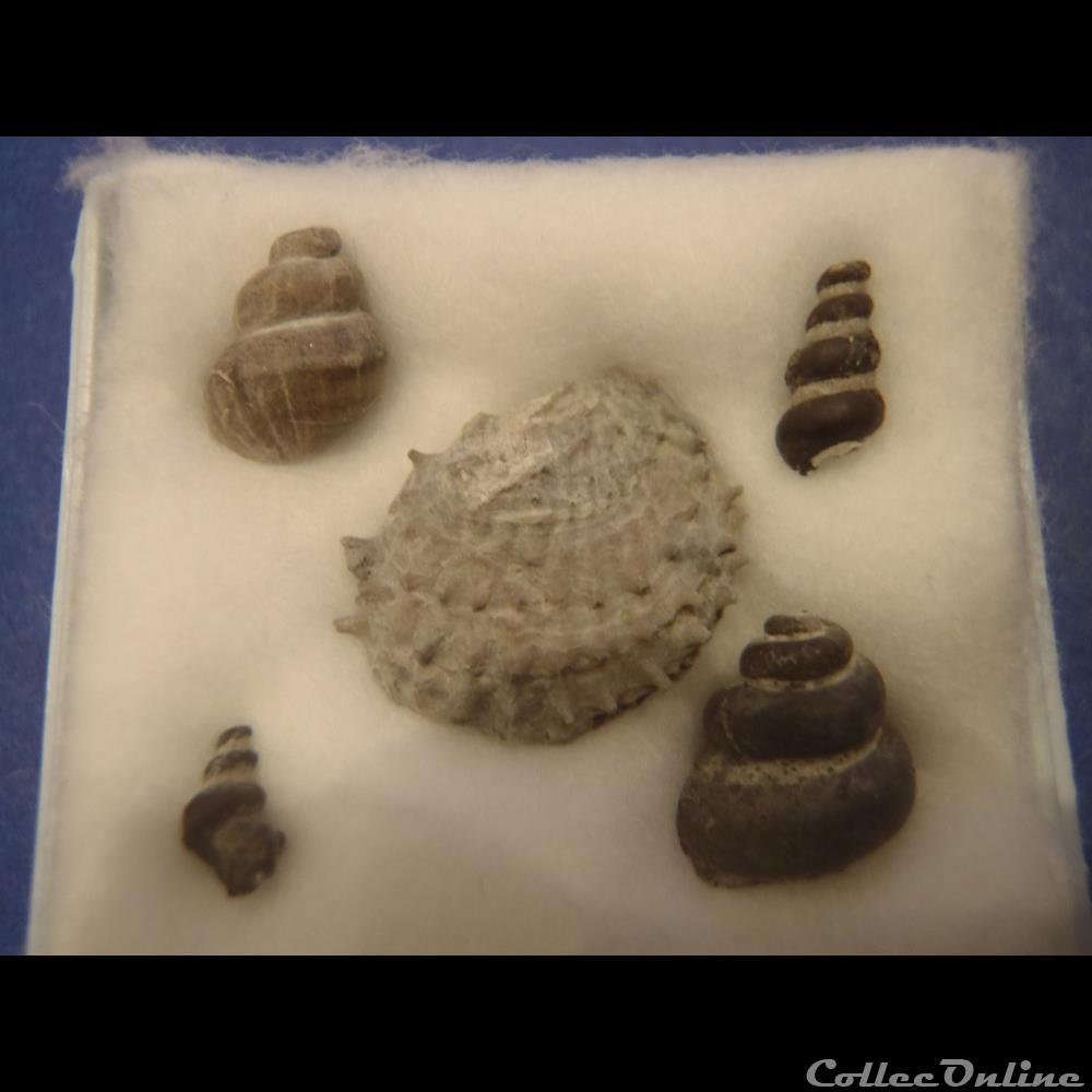 Divers 3 coquillage fossile invertebre divers 3