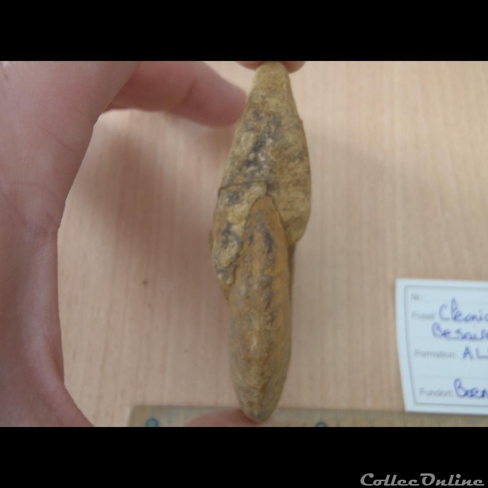 coquillage fossile invertebre cleoniceras besarei 2