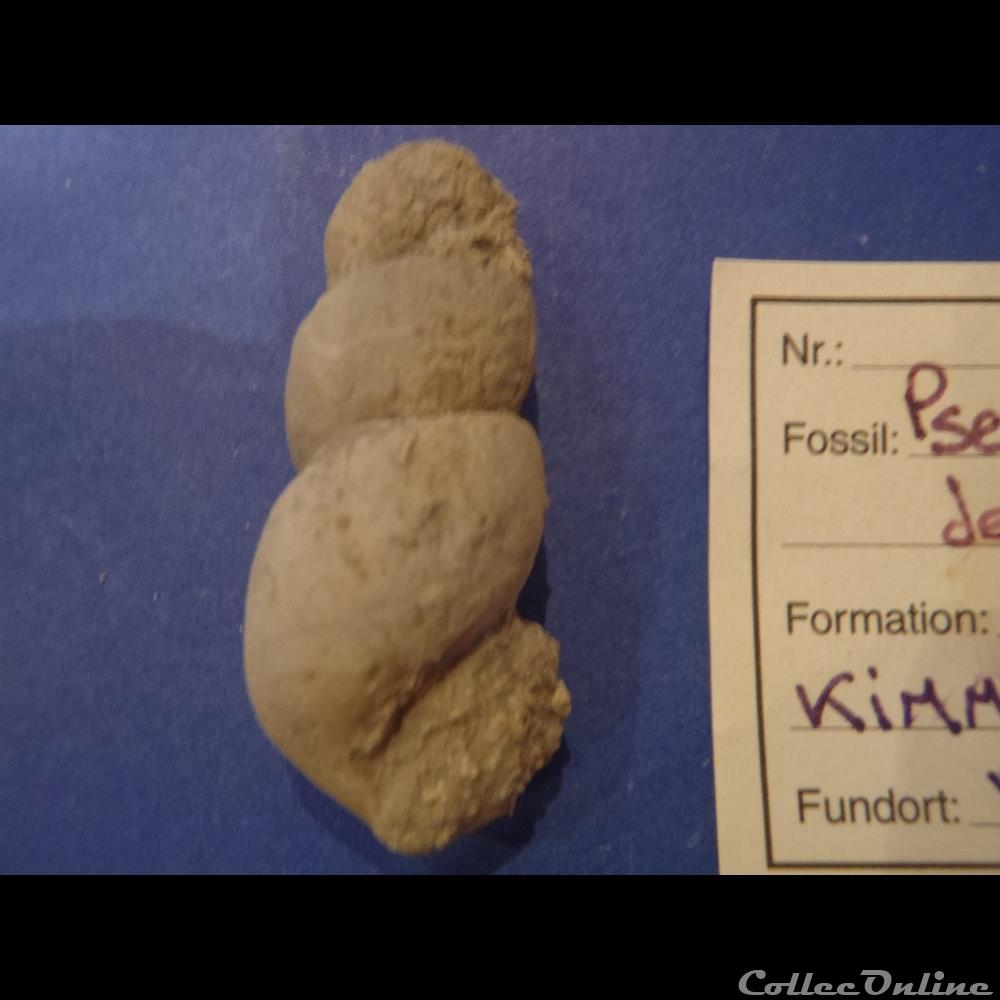 coquillage fossile invertebre pseudomelania delia