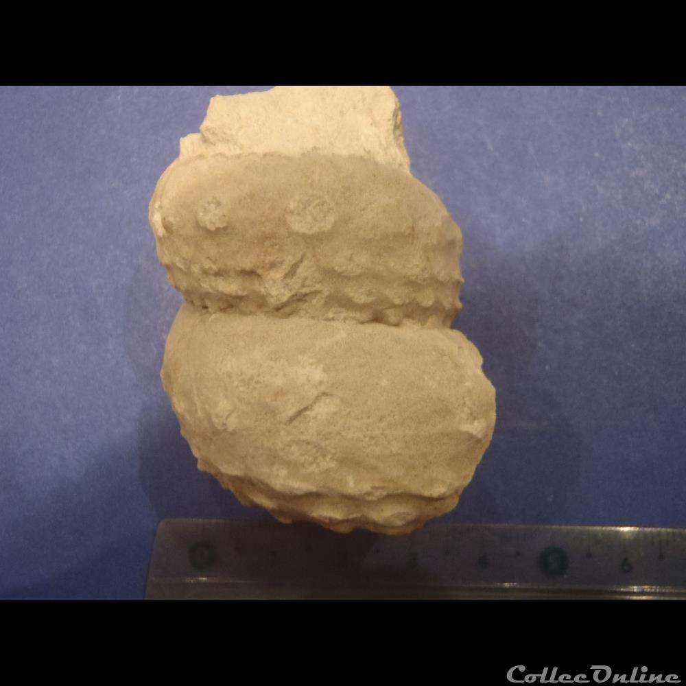 coquillage fossile invertebre turrilites sp