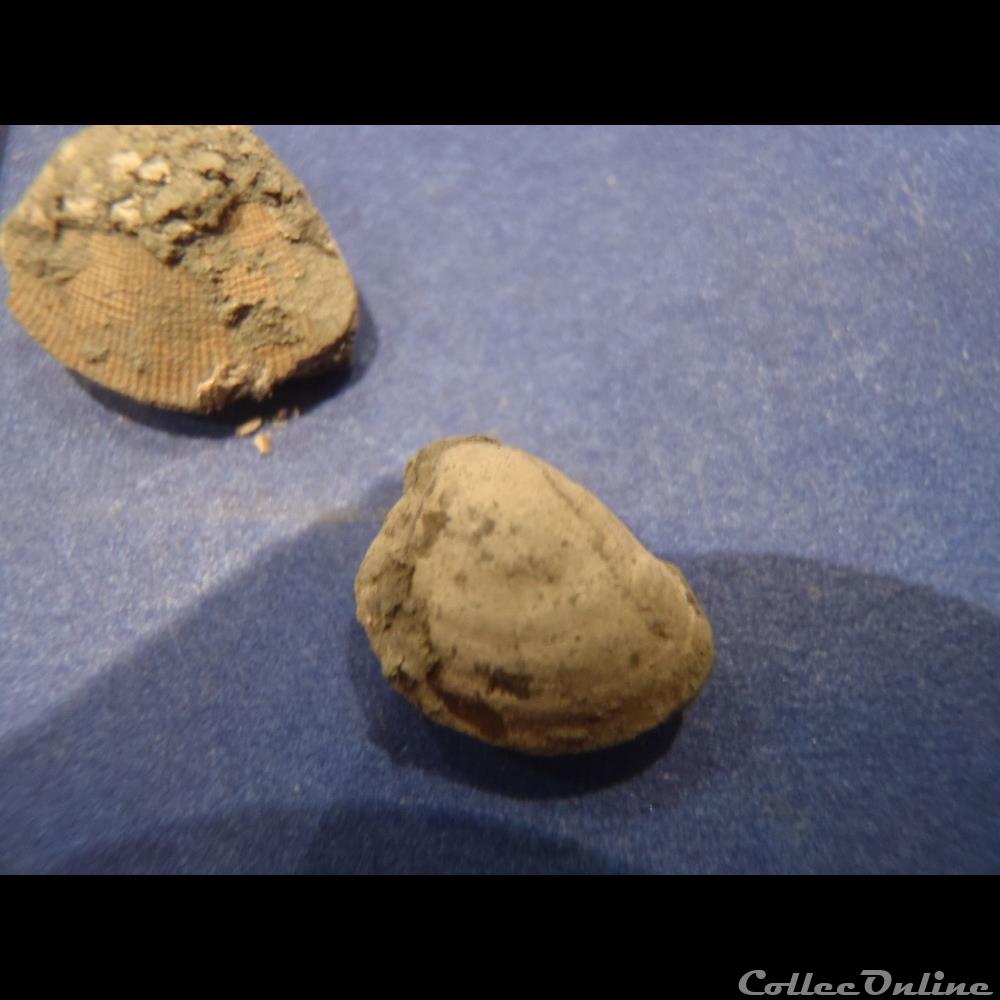 Pseudocardia tenuicosta 2 coquillage fossile invertebre pseudocardia tenuicosta