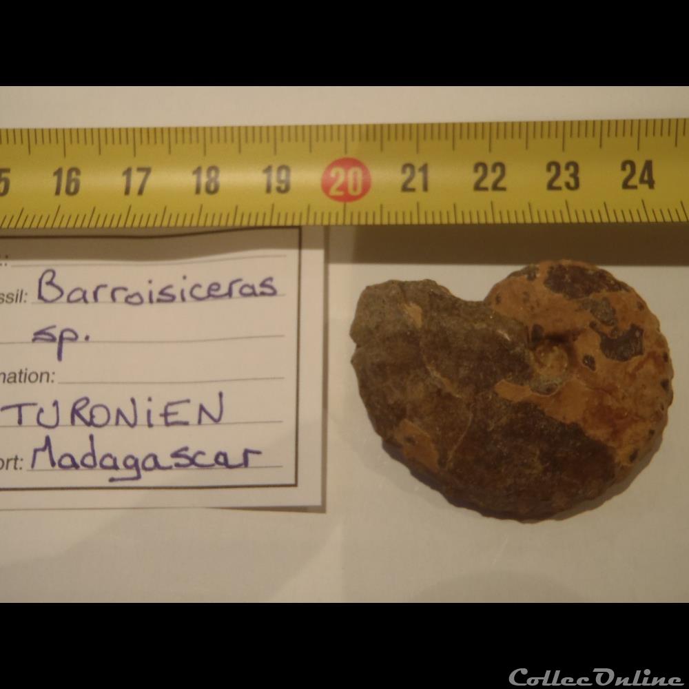 Barroisiceras sp. coquillage fossile invertebre barroisiceras sp