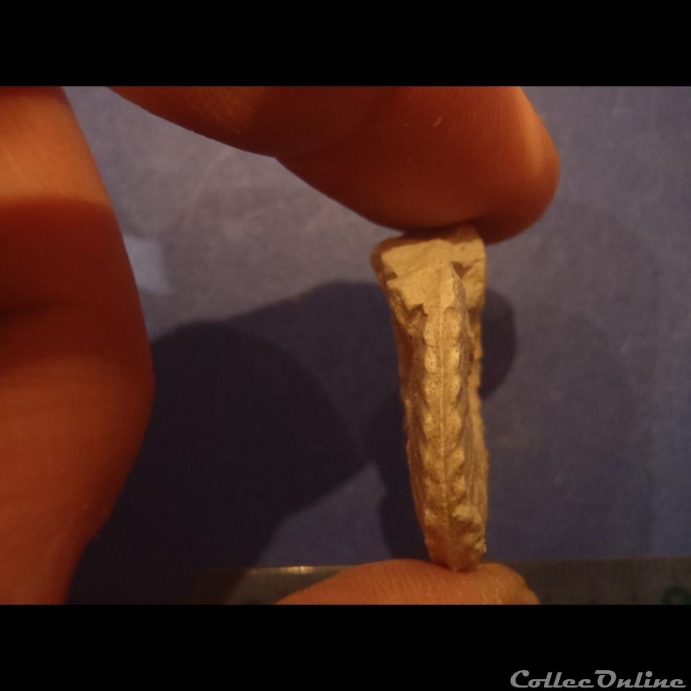 coquillage fossile invertebre schloenbachia varians