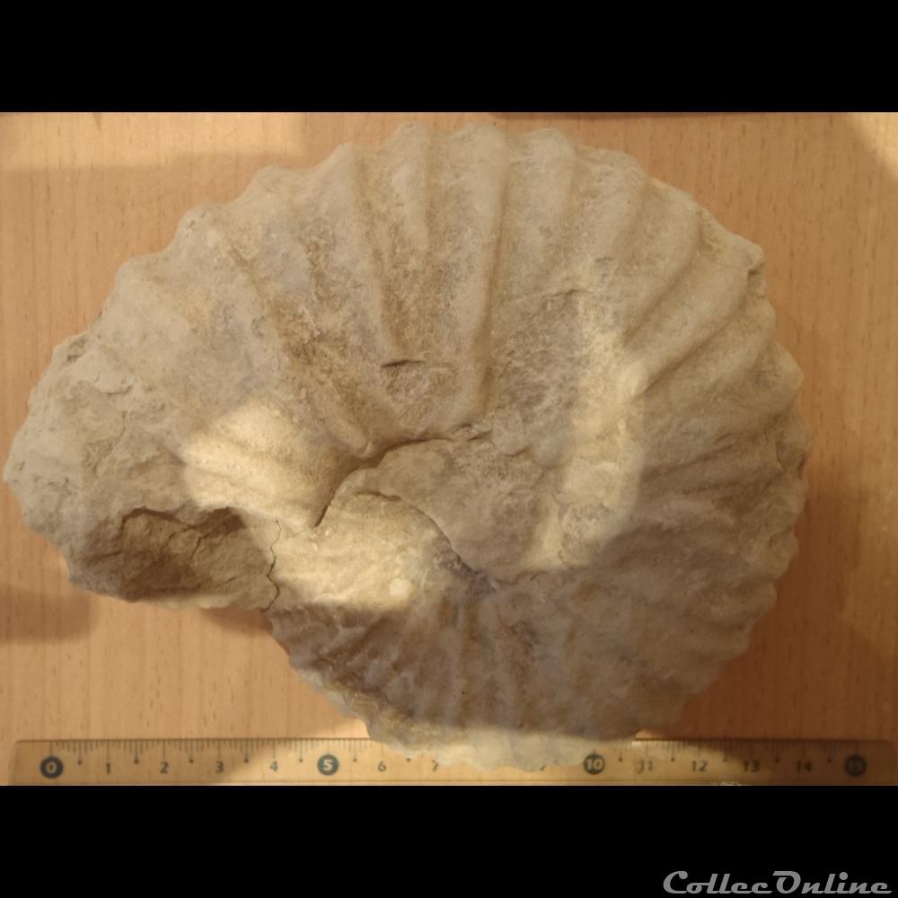Mantelliceras mantelli coquillage fossile invertebre mantelliceras mantelli