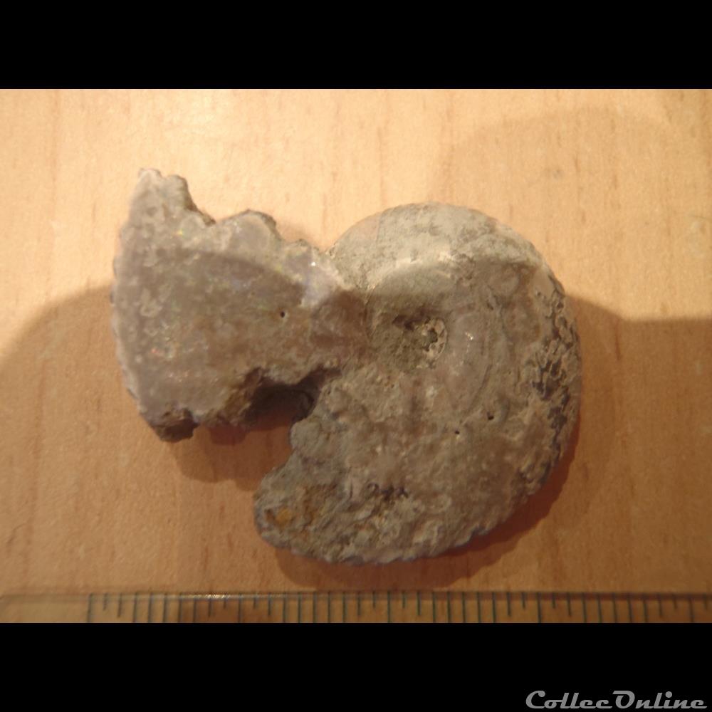 Ammonite indéterminée 8 2 coquillage fossile invertebre ammonite indeterminee 8