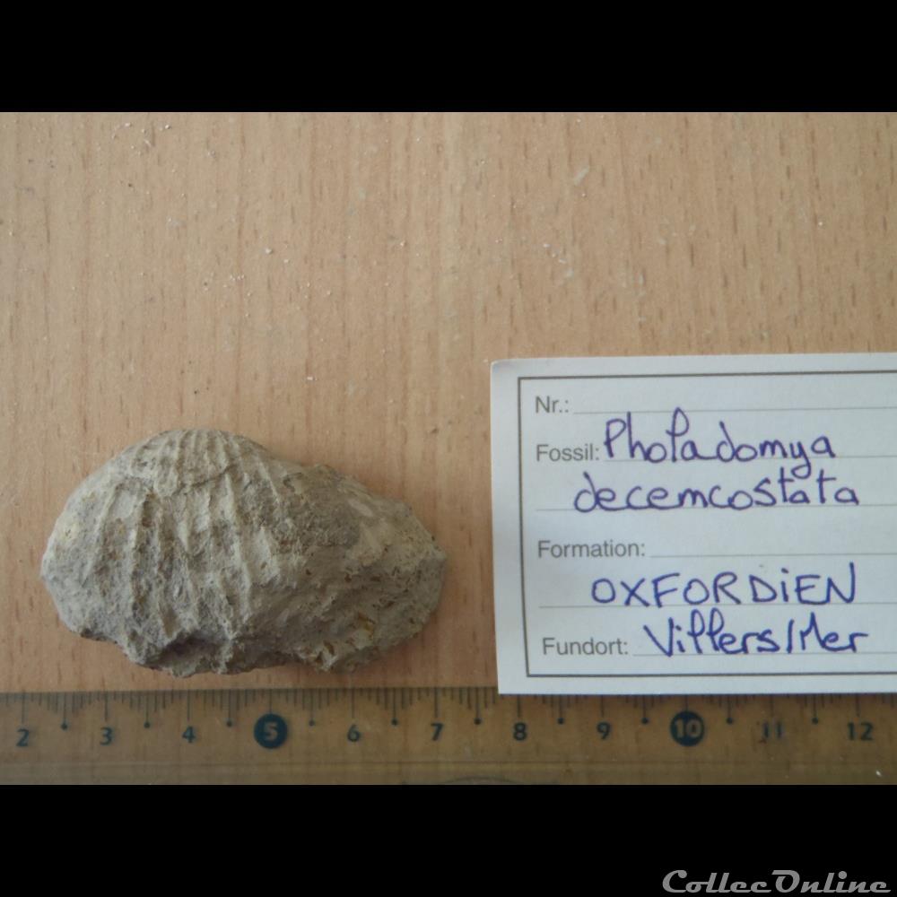 Pholadomya decemcosta 2 coquillage fossile invertebre pholadomya decemcosta
