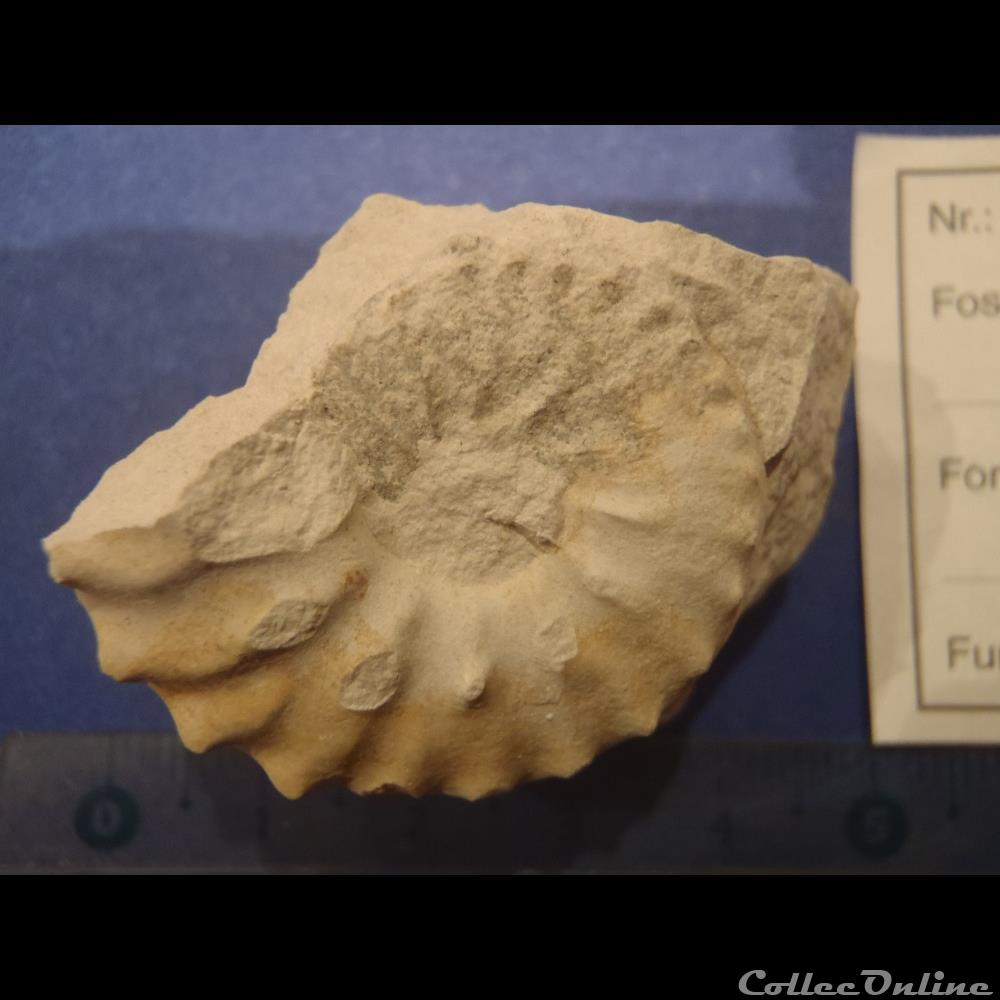Schloenbachia varians 2 coquillage fossile invertebre schloenbachia varians