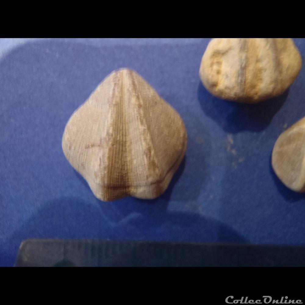 Dictyothyris coartata 5 coquillage fossile invertebre dictyothyris coartata