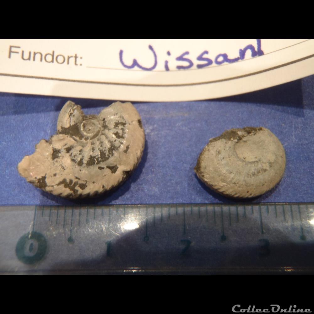 Euhoplites inornatus 3 coquillage fossile euhoplites inornatus