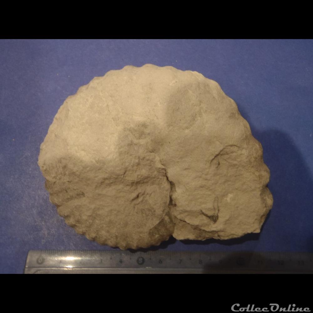 Mantelliceras mantelli 2 coquillage fossile invertebre mantelliceras mantelli