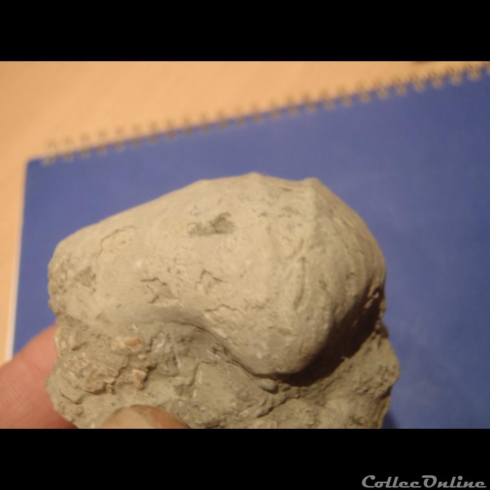 coquillage fossile invertebre indetermine