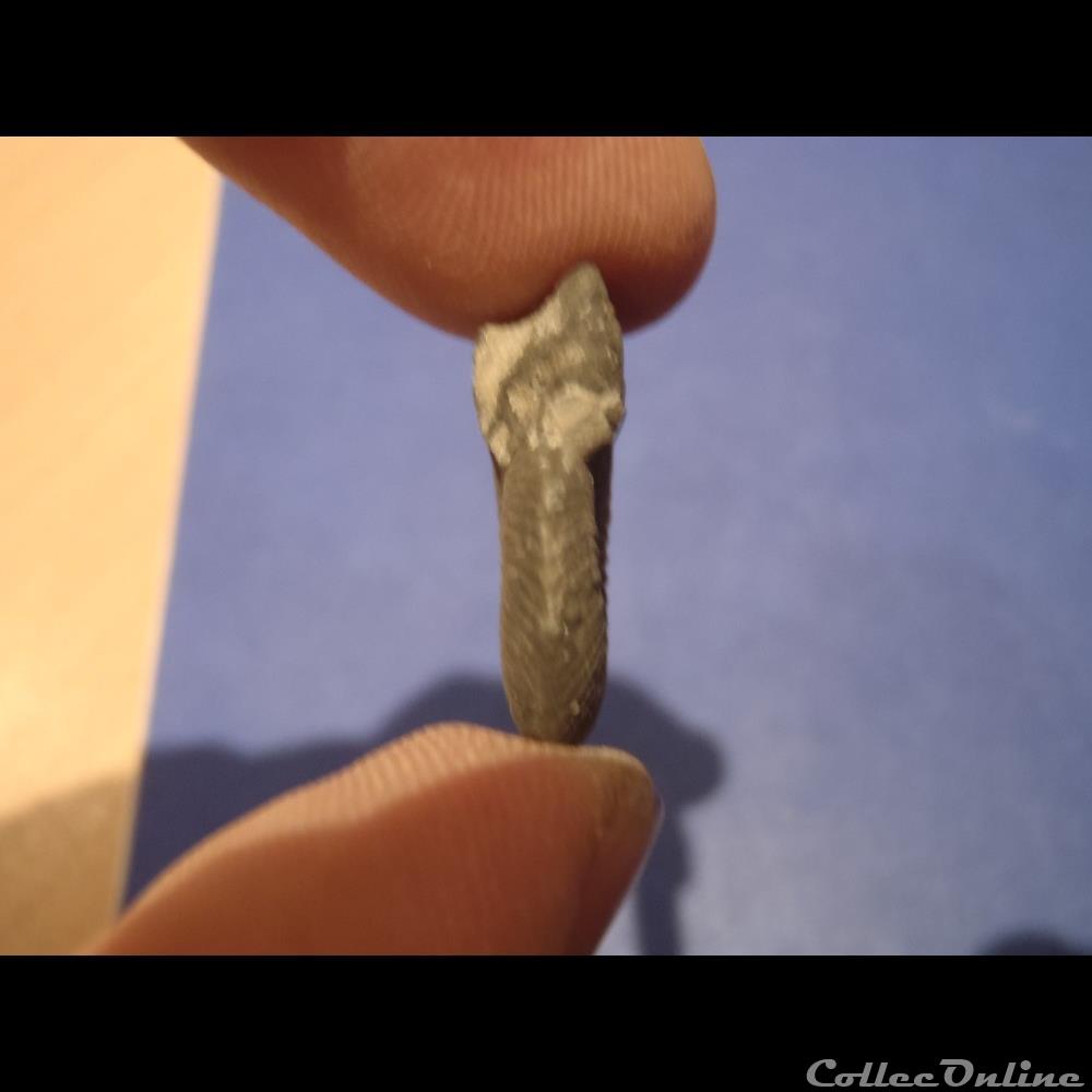 coquillage fossile indetermine