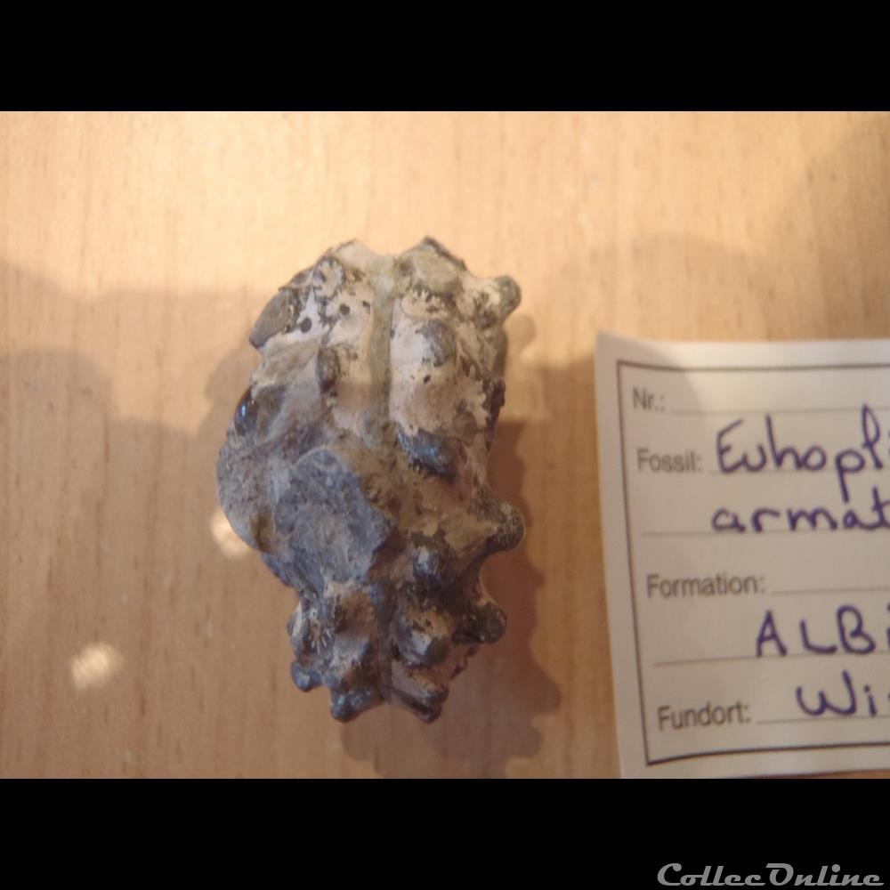 Euhoplites armatus 2 coquillage fossile invertebre euhoplites armatus
