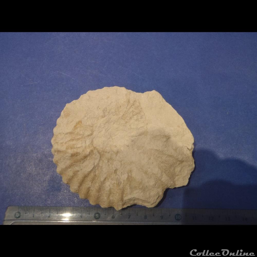 Calycocéras coquillage fossile invertebre calycoceras