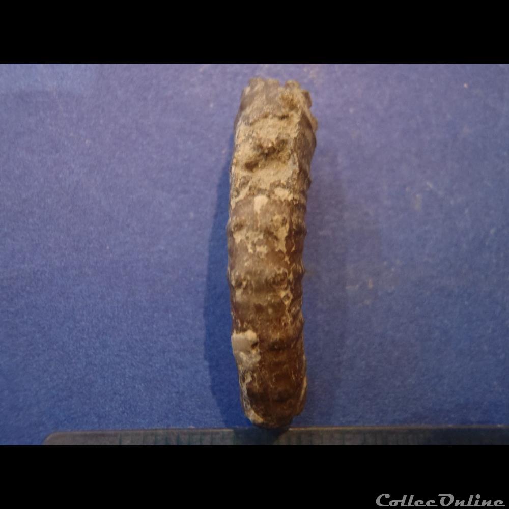 Ammonite hétéromorphe indéterminée 2 coquillage fossile invertebre ammonite heteromorphe indeterminee