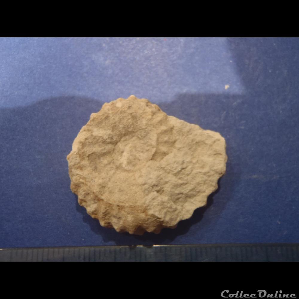 Mantelliceras mantelli 3 coquillage fossile invertebre mantelliceras mantelli