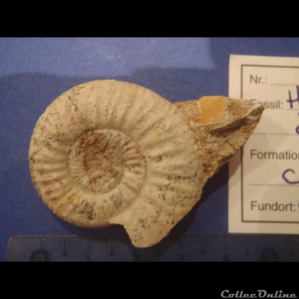 Homoeoplanulites difficilis coquillage fossile invertebre homoeoplanulites difficilis