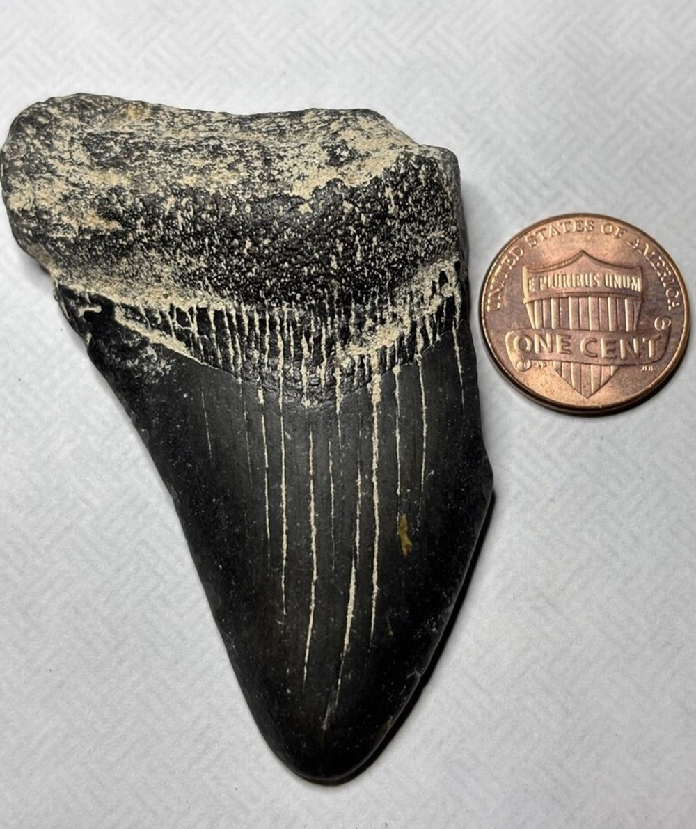 shells fossils vertebrates fossil prehistoric early miocene to early pliocene megalodon shark tooth st simons sound ga