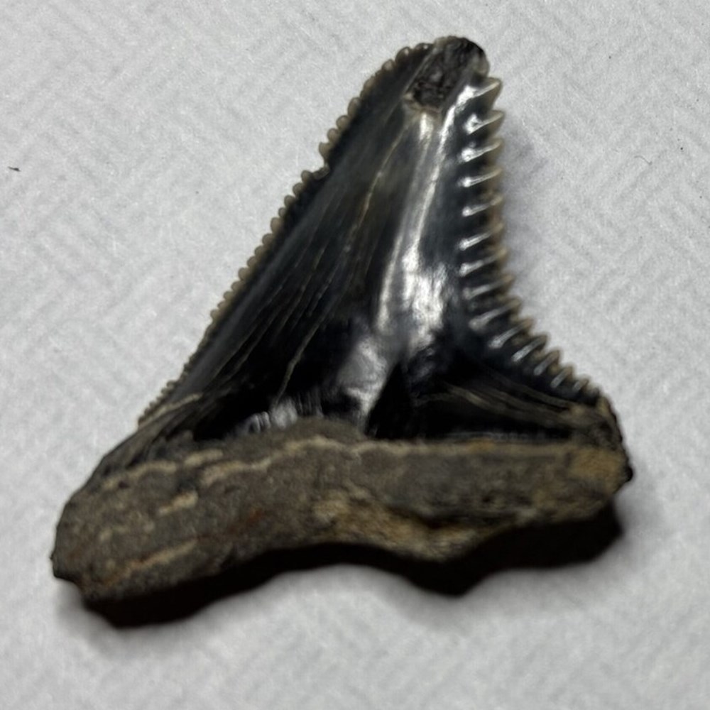 shells fossils vertebrates fossil prehistoric miocene shark tooth hemipristis serra extinct snaggletooth shark