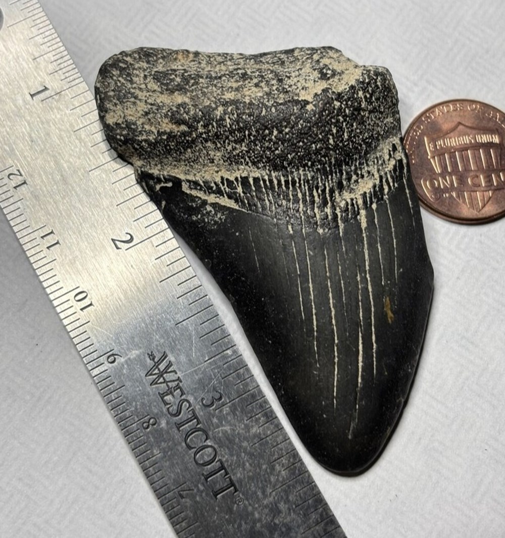 shells fossils vertebrates fossil prehistoric early miocene to early pliocene megalodon shark tooth st simons sound ga
