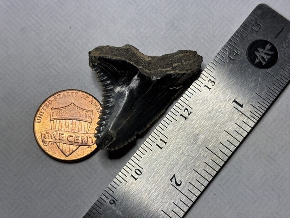 shells fossils vertebrates fossil prehistoric miocene shark tooth hemipristis serra extinct snaggletooth shark