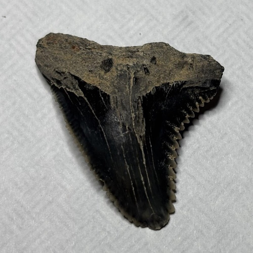shells fossils vertebrates fossil prehistoric miocene shark tooth hemipristis serra extinct snaggletooth shark