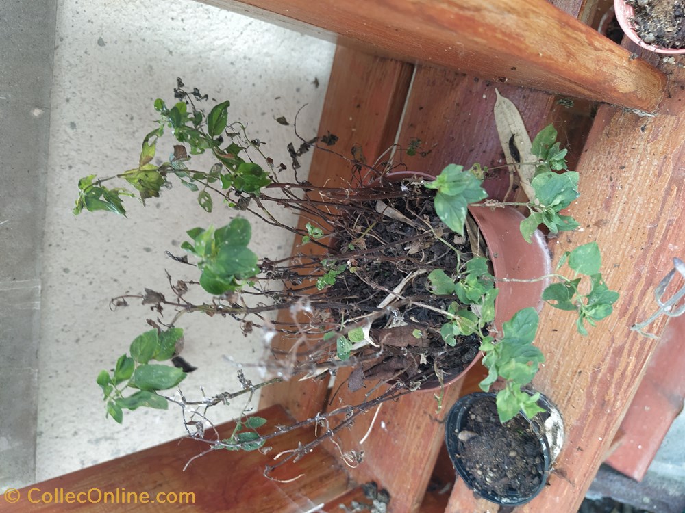 Menthe marocaine monde du vivant plantes img 20210926 120101