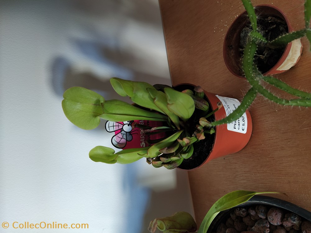 monde du vivant plantes img 20210321 124608