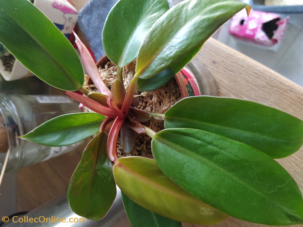 Philo Prince of orange monde du vivant plantes img 20210926 115925