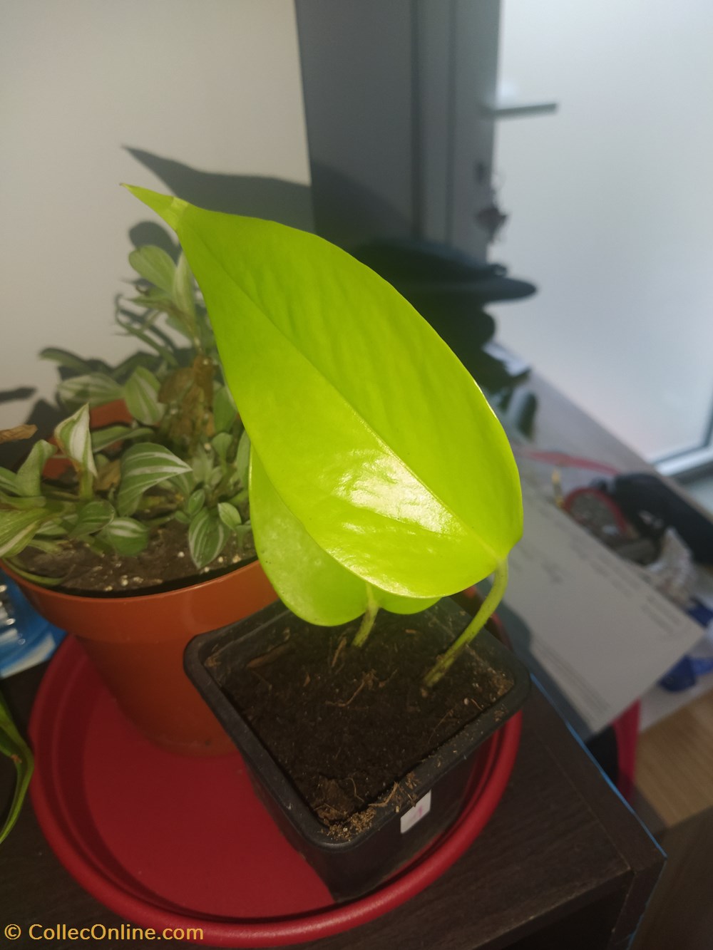 monde du vivant plantes pothos neon
